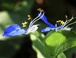 鸭跖草花