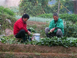 菜农