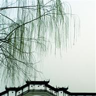 《春风拂拂柳依依》