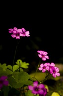林中小花