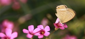 蝶恋花2