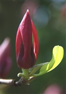 花蕾