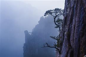 黄山雾松