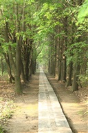 林间小路