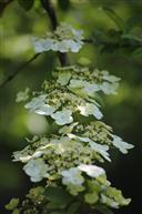 琼花节拍琼花