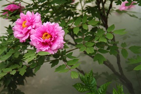 牡丹