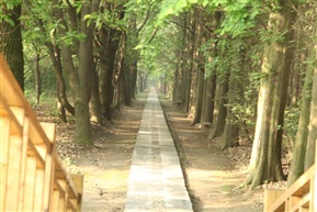 阳光大道