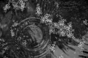 水中花