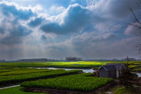 田野