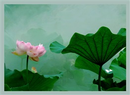 荷。。。