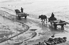 《赶海》