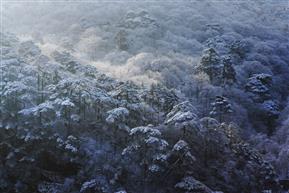 黄山松