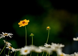 几多小花