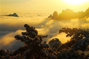 黄山雪松