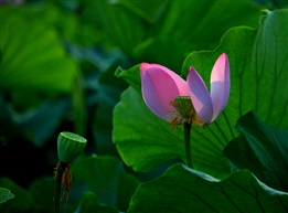 荷花1