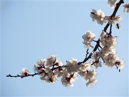 红月梨花二