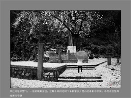 《行走昆山》亭林古银杏
