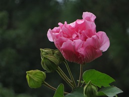 芙蓉花二