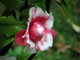 双色山茶花