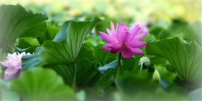 荷