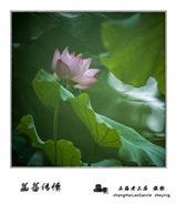 《菡萏传情》