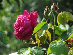 玫瑰花