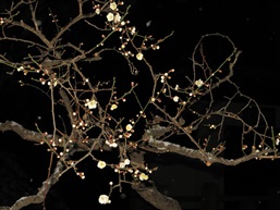梅雪迎春
