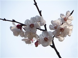 红月梨花
