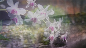 海上花