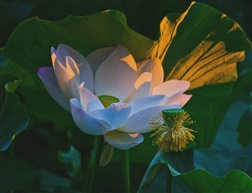 荷
