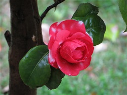 双色山茶花二
