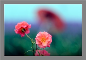 花梦