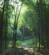 竹林深处