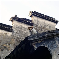 小镇居民