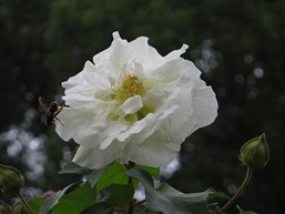 芙蓉花一