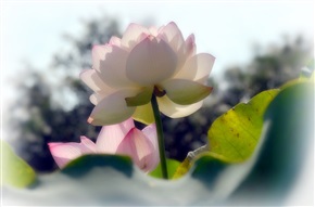 夏荷