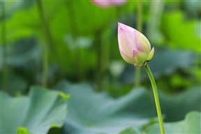 含苞欲放