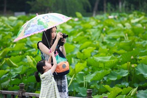 雨荷