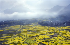 皖南春意