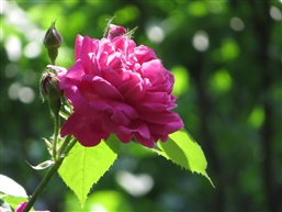 玫瑰花二