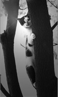 小花猫