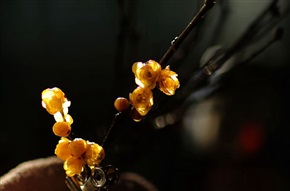 我的照片86，中华家梅花