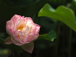 绿叶伴青荷