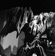 《鹰》
