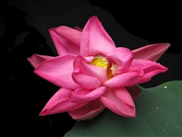 荷花五