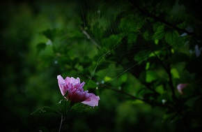 陷阱