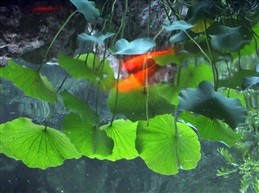 影中游