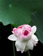 并蒂莲145