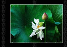 夏荷