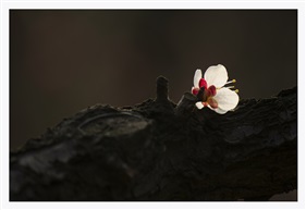 暗香涌动8